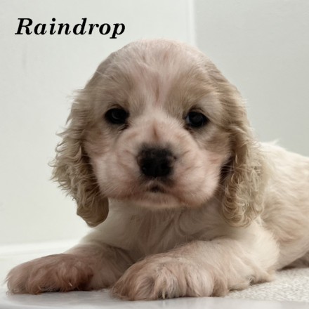 puppy, for, sale, Cocker Spaniel, Joe & Cherri  Overlease, dog, breeder, Miller, MO, dog-breeder, puppy-for-sale, forsale, nearby, find, puppyfind, locator, puppylocator, aca